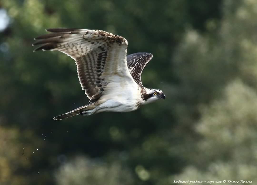 Balbuzard pêcheur@ Thierry Tancrez